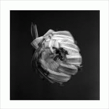 A Swarm Of The Sun : An Empire